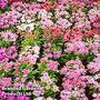 Dianthus deltoides 'Maiden Pink'