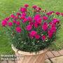 Dianthus 'Neon Pink'