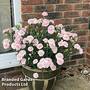 Dianthus 'Pink Marshmallow'