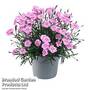 Dianthus 'Mountain Frost Pink Twinkle'