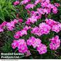 Dianthus 'Mountain Frost Rose Bouquet'