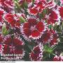 Dianthus Summer Diamond 'Ruby Picotee'
