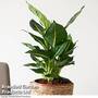 Dieffenbachia Green Magic