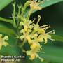 Diervilla sessilifolia 'Cool Splash First Edition'