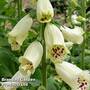 Digitalis 'Dalmatian Cream'