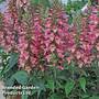 Foxglove 'Illumination Rose'