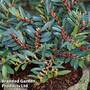 Distylium myricoides 'Blue Cascade'