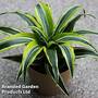 Dracaena fragrans (Deremensis Group) 'Lemon Lime' (House Plant)