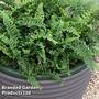 Dryopteris affinis 'Cristata'