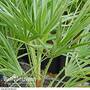 Dwarf Fan Palm