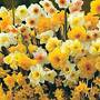 Daffodil 'Sweet Aroma'