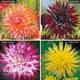 Dahlia Cactus Collection