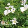 Dog Rose Hedging