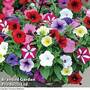 Petunia 'Easy Wave Ultimate Mixed'