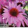 Echinacea 'Nectar Pink'