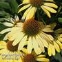 Echinacea purpurea 'Cleopatra'