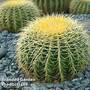 Echinocactus grusonii