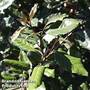 Elaeagnus x ebbingei 'Clone'