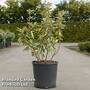 Elaeagnus ebbingei 'Limelight'