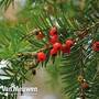 English Yew (Hedging)