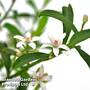 Eriostemon (Gin & Tonic ) Myoporoides