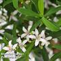 Eriostemon (Gin & Tonic ) Myoporoides
