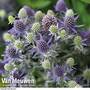 Eryngium planum 'Blue Hobbit'