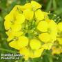 Erysimum cheiri Golden Gem