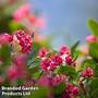 Escallonia 'Donard Seedling'