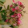 Escallonia rubra 'Macrantha'