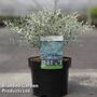 Eucalyptus gunnii 'France Bleu'