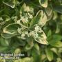 Euonymus japonicus 'President Gauthier'