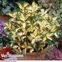 Euonymus fortunei 'Blonde Beauty'