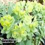 Euphorbia myrsinites