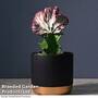 Coral Cactus Euphorbia lactea