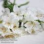 Alstroemeria 'Summer Silvester'