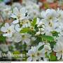 Exochorda x macrantha 'The Bride'