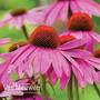 Echinacea purpurea