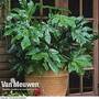 Fatsia japonica