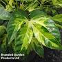 Fatsia 'Camouflage'