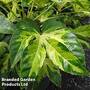Fatsia Duo