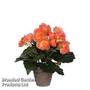 Artificial Begonia Salmon in Grey Pot