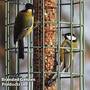 The Nuttery Squirrel-Proof Original Nut Feeder Ocean Green