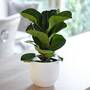 Ficus lyrata 'Compacta' (House Plant)