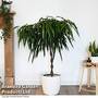 Ficus binnendijkii 'Alii' braided stem in hydro pot