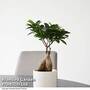 Ficus microcarpa 'Ginseng'