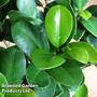 Ficus microcarpa 'Ginseng'