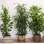 Ficus Houseplant Mix