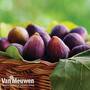 Fig 'Violette de Bordeaux'