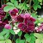 Akebia Quinata